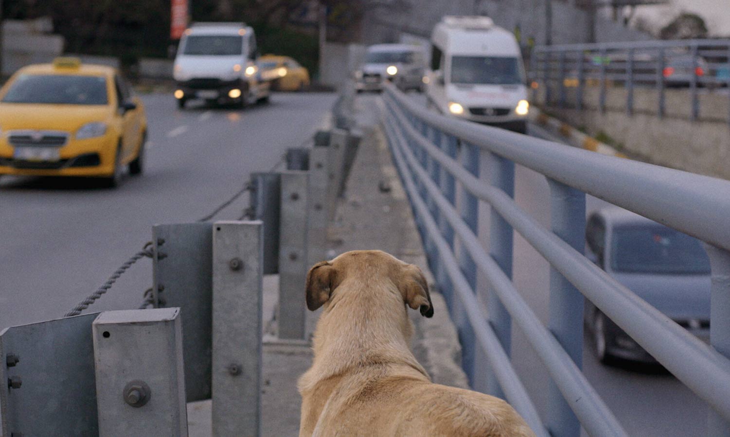 Zaylin, one of the dogs featured in Elizabeth Lo's 'Stray,' sits in the meridian of an Istanbul boulevard watching the cars pass by.