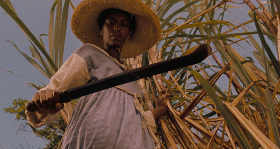 A Black woman farmworker stands against a sugarcane plant with a sickle in her hand in Haile Gerima’s ‘Sankofa’