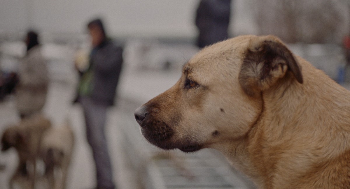 Side portrait of a dog from Elizabeth Lo's 'Stray,' a Magnolia Pictures release. Courtesy of Magnolia Pictures