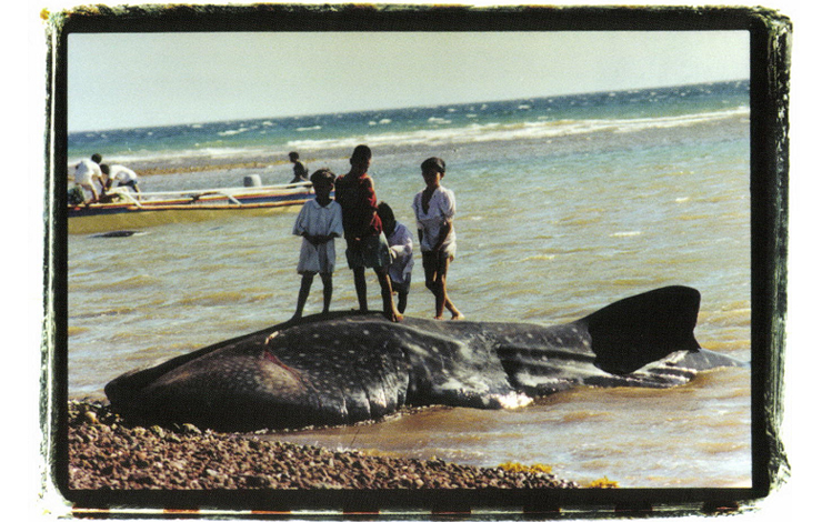 Four children stand near a corpse of a whale shark.