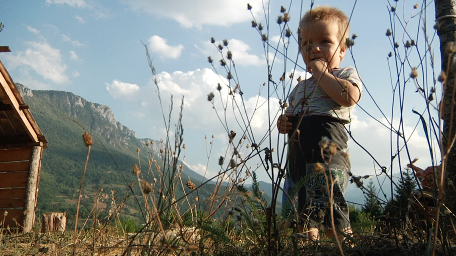 A young boy stands in a field.