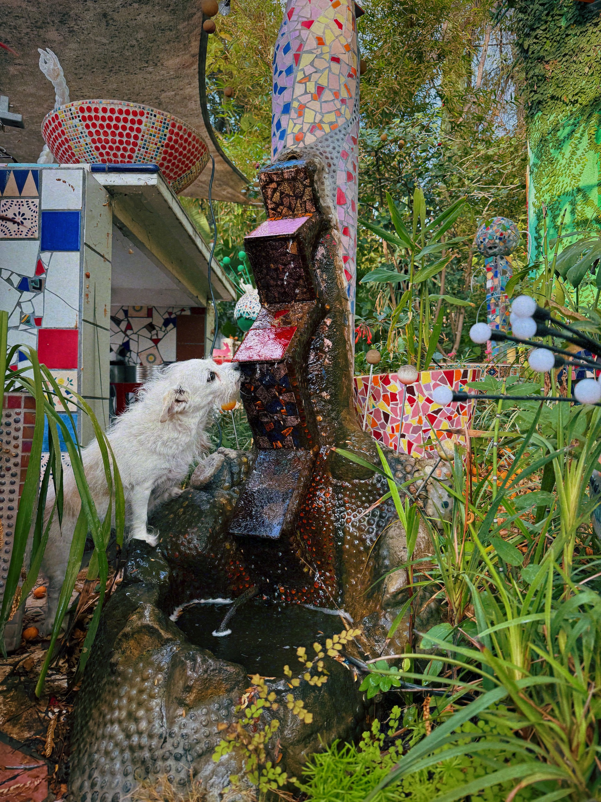 Sabine Reckendorf's dog Trooper drinks from a mosaic fountain she constructed in Altadena.