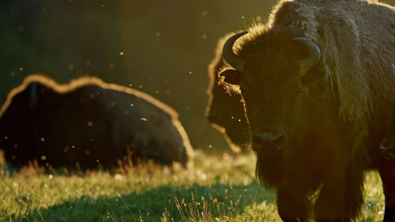 A film still from Bring Them Home that shows a buffalo back lit by the golden sun in a green grass field with two other buffalo in the background.