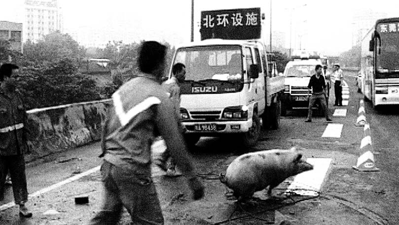 Men chase a pig through a traffic jam.
