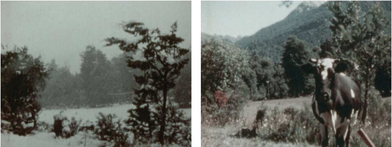 Two still images of the same view: the left depicts a field in winter, ground blanketed in snow; the right depicts a black and white spotted cow looking at the camera.