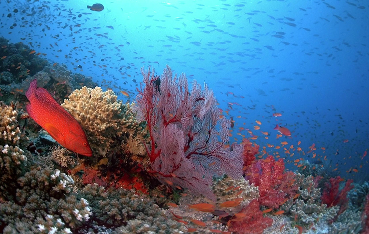 A healthy coral reef in Fiji, from 'Coral Reef Adventure.'