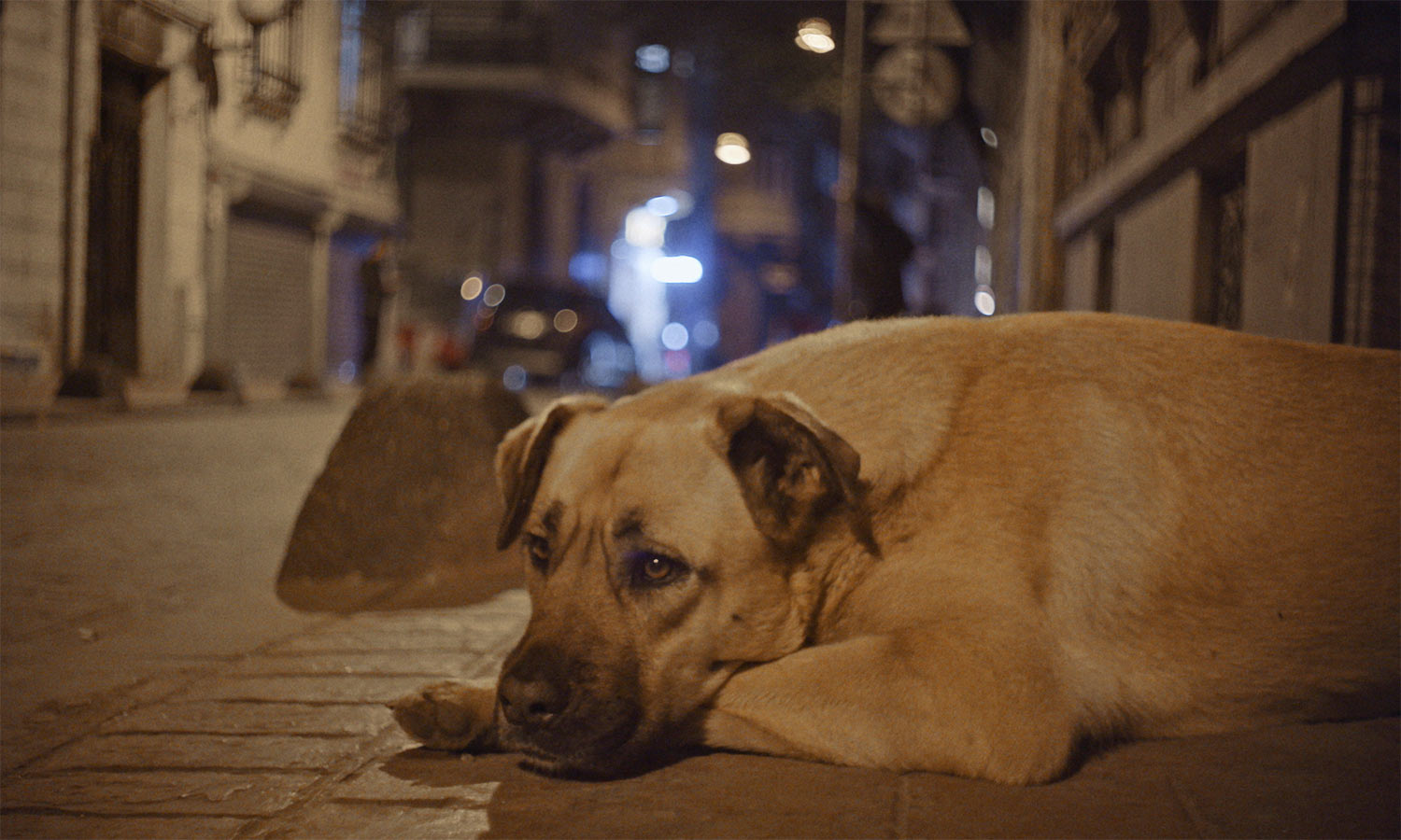 Zeytin, one of the dogs in Elizabeth Lo's 'Stray.' is lost in thought after a fight. Courtesy of Magnolia Pictures and Elizabeth Lo