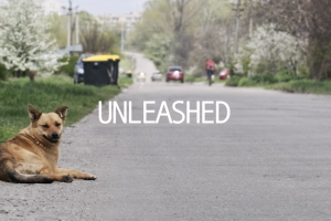 Image of a dog lying by the side of a road, with the words UNLEASHED superimposed on top