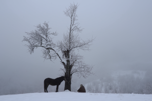 long shot of a person and a horse silhouetted in a snowy landscape 