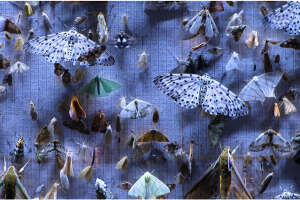 a large number of colorful moths are pinned to a gray background 