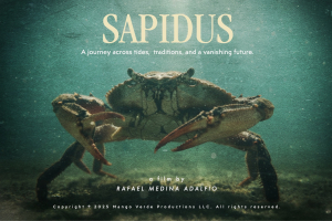 The image shows an underwater scene in green-blue tones. At the center, a large blue crab is seen from the front, standing on the seabed with its claws raised and legs spread. Particles float in the water, creating a textured, atmospheric look. Soft light filters from above, illuminating the crab and the surrounding water.  At the top of the image, the film title SAPIDUS appears in large serif letters, followed by the tagline “A journey across tides, traditions, and a vanishing future.”