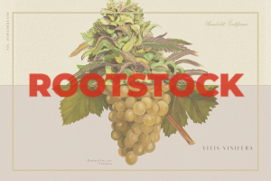 painting of green grapes with the title "rootstock" in red