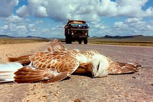 A hawk lays face down in the road as a car in the foreground approaches, from 'State of Dogs,' a collaboration between Mongolian TV journalist Dorjkhandyn Turmunk and Belgian anthropologist Peter Brosens.