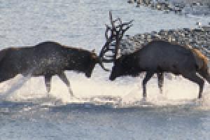 two deers buck antlers in a river
