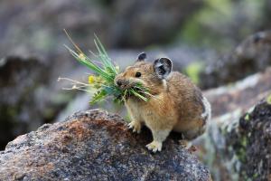 A small Pika (rare forest mammal) holds some greens in its mouth as it stands on the trunk of a large tree.
