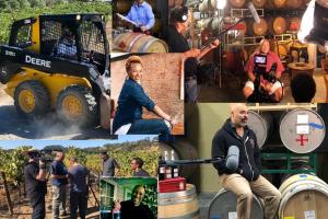 Various pictures of the wine making process collaged together.