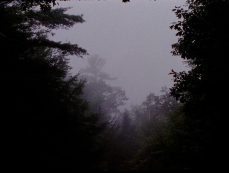 Film still of a shot upward through a forest of trees.
