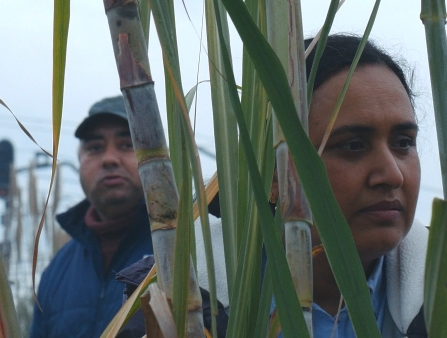 A man and a woman with dark skin wearing wintry clothes stand behind sugarcane plants