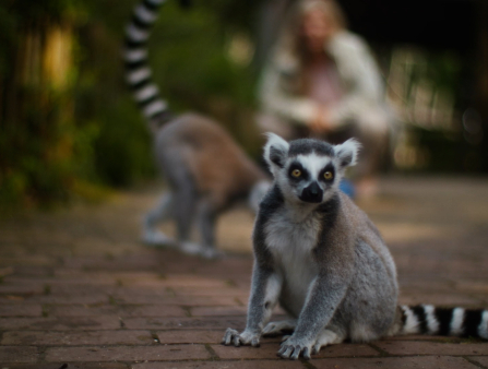Shot of a lemur sitting on the floor outside staring at the camera
