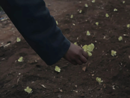 A dark-skinned hand is seen atop a farmed patch of dirt