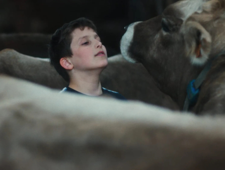 A teenage caucasion boy with dark hair stares into the eyes of a brown cow who encircles him