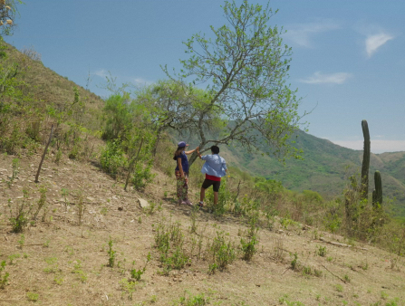 A woman in blue with a blue hat and a man in a light blue shirt and black and red shorts each place one hand on a tree  standing in the midst of a sparsely vegetated hill. A large cactus lies in frame right
