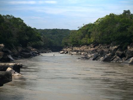 A muddy river with stones and dense tree cover on either bank