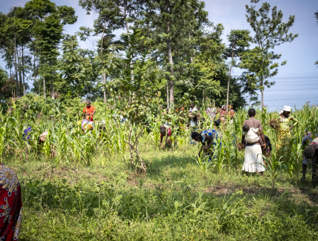 16 people in colorful, one of whom holds a baby on her back, clothing harvest a crop with tall stalks. Tall trees and a view of the ocean lie in the background