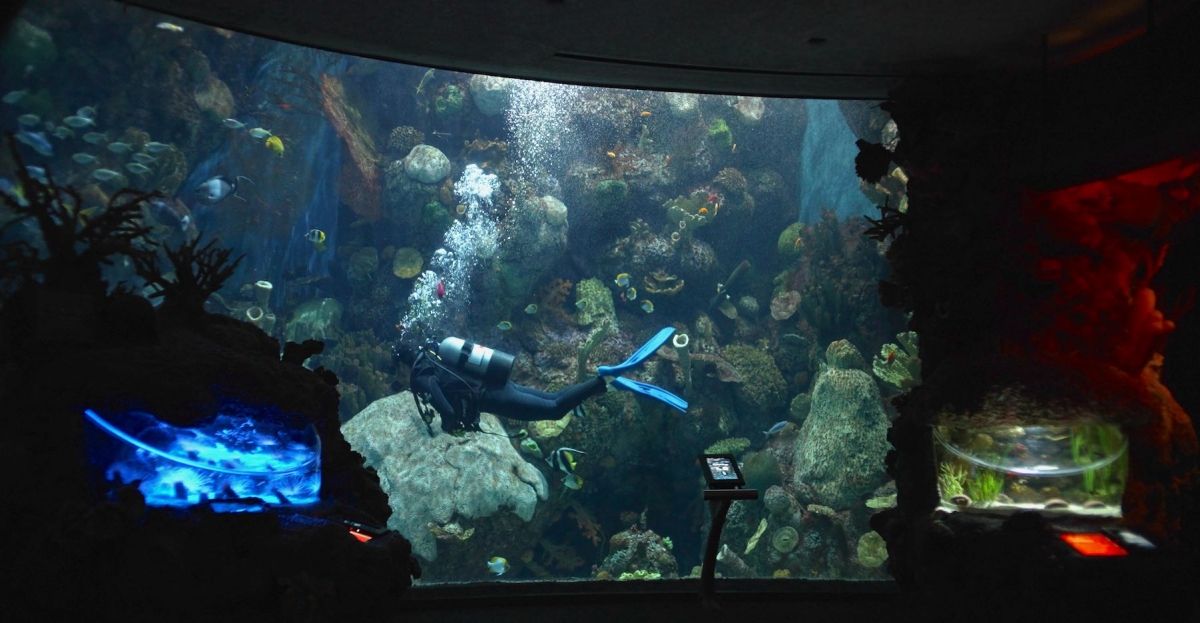Marine Biologist Shayle Matsuda diving in the coral tank at Shedd Aquarium in Chicago
