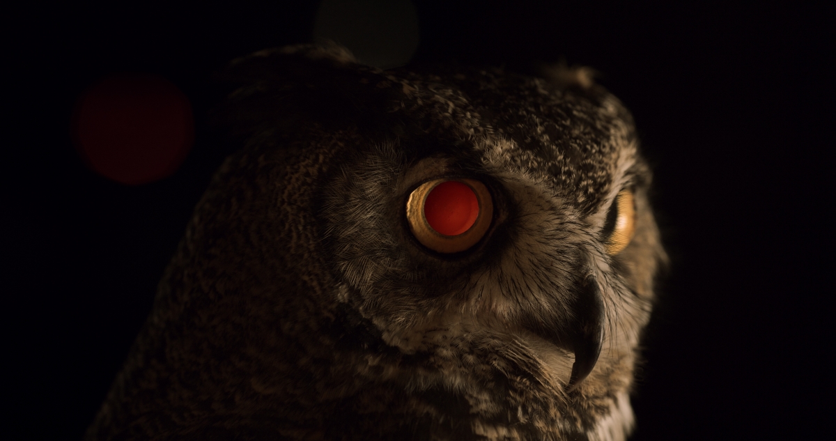 Still from 'Users,' depicting an owl staring in the darkness. Courtesy of Icarus Films