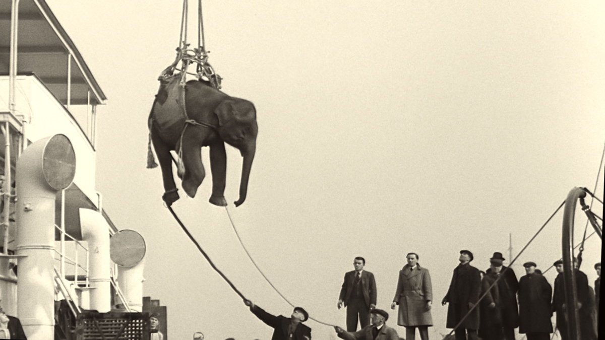 Photograph of an elephant suspended from a sling, being loaded onto a ship.