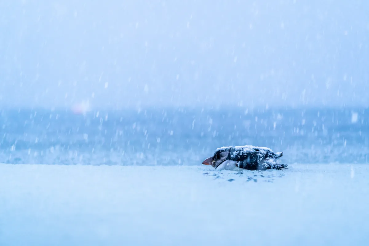 Beneath a cold sky flecked with falling snowflakes, on the right of frame an exhausted puffin, lying on its belly, is trying to make its way across a frozen sea. Weighed down by ice on its head and back, the journey faced by this solitary seabird would seem to be impossible.