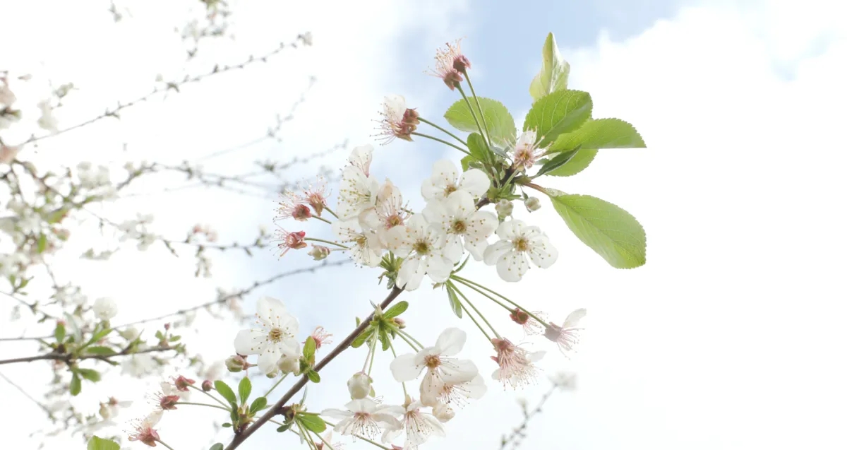 A close-up, medium shot of a blooming cherry blossom branch against a bright, pale blue sky with soft white clouds. The branch, a dark reddish-brown, extends diagonally from the lower left toward the center, featuring clusters of delicate white flowers with five petals and thin, pale-pink stamens tipped with yellow pollen. Several bright green, serrated leaves sprout from the branch, along with small, un-bloomed flower buds.