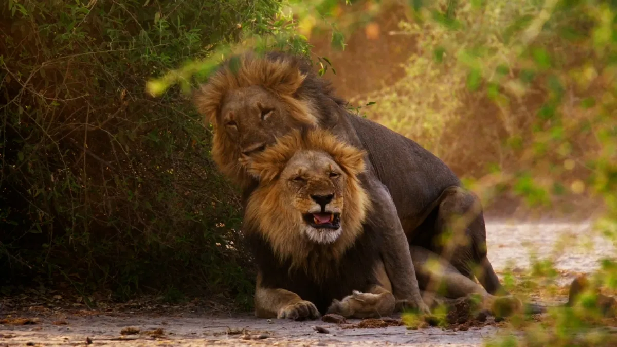 Two male lions mating in the wild