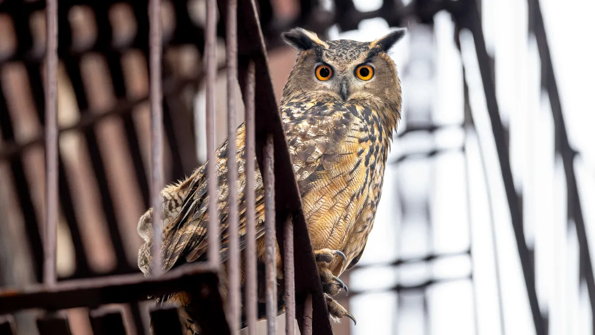 An owl looks down into the camera from a fire escape.