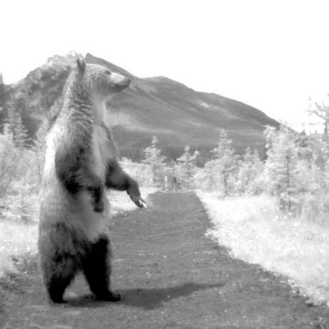 NFB's 'Bear 71': Where the Wild Meets the Wired