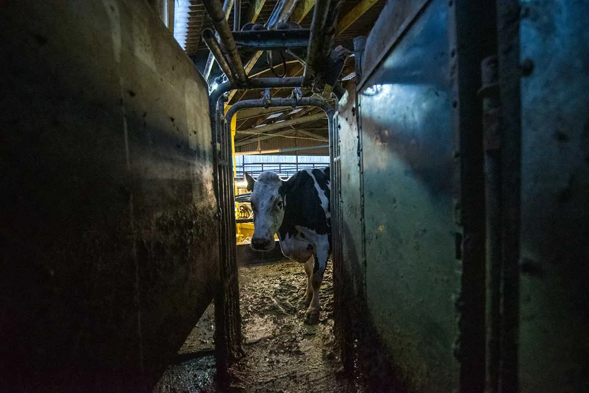 Luma is a cow with black-and-white patches on its body. She is standing in a cowshed and we can see only the front portion of her body. From Andrea Arnold’s ‘Cow.’ Courtesy of Cow Films Ltd. An IFC Films release.