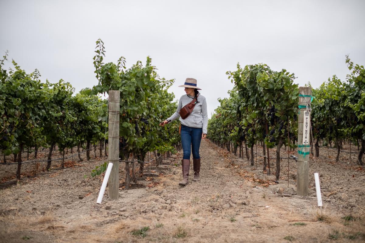 'Harvest Season': A Year in the Life of Immigrant Workers in Wine Country