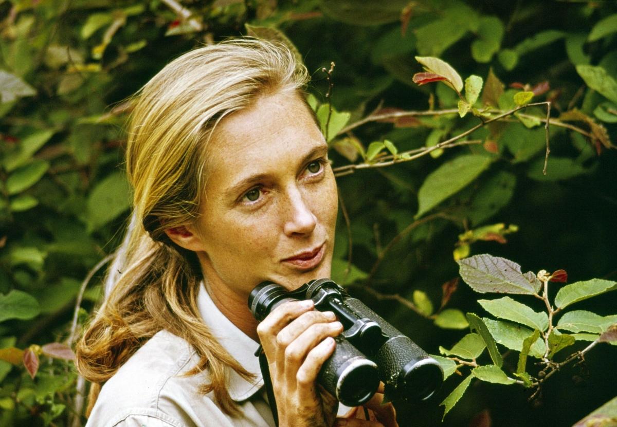 Doc Star of the Month: Jane Goodall, 'Jane'