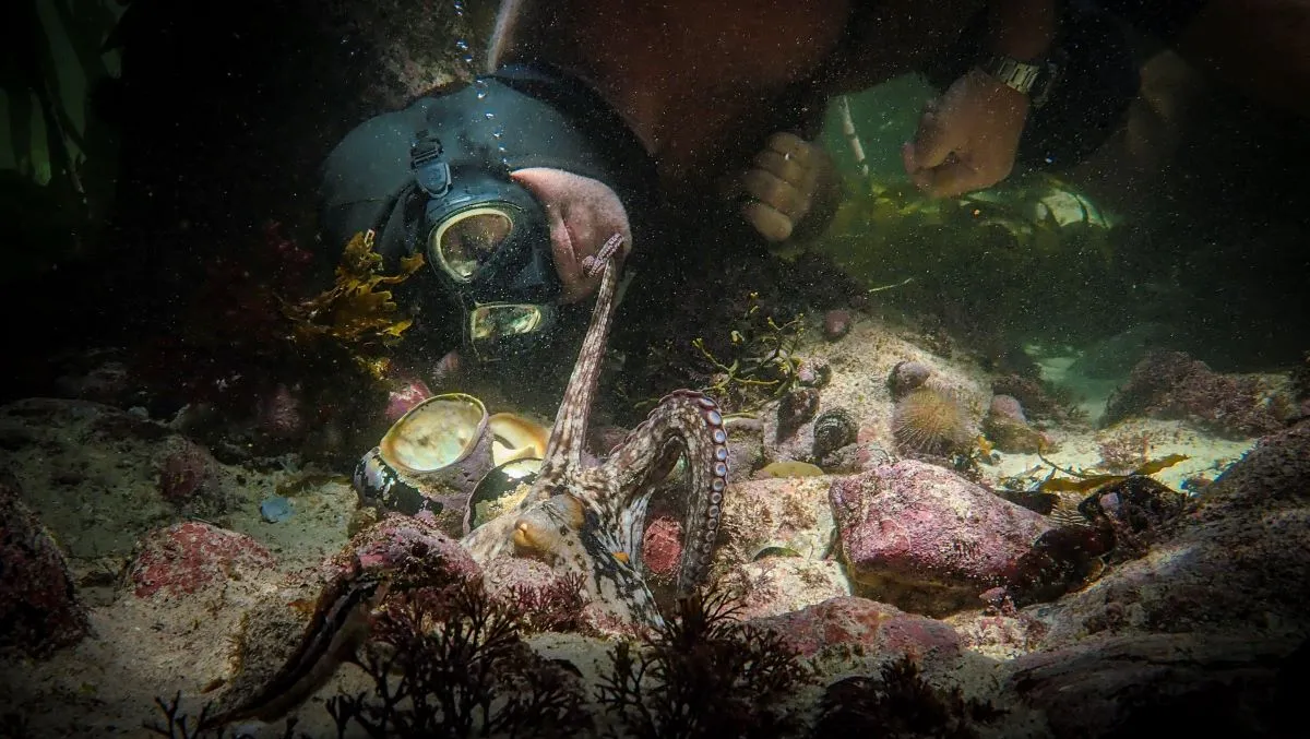 A deep-sea diver, wearing goggles and a wet suit and holding a camera, examines an octopus on the bed of the ocean.