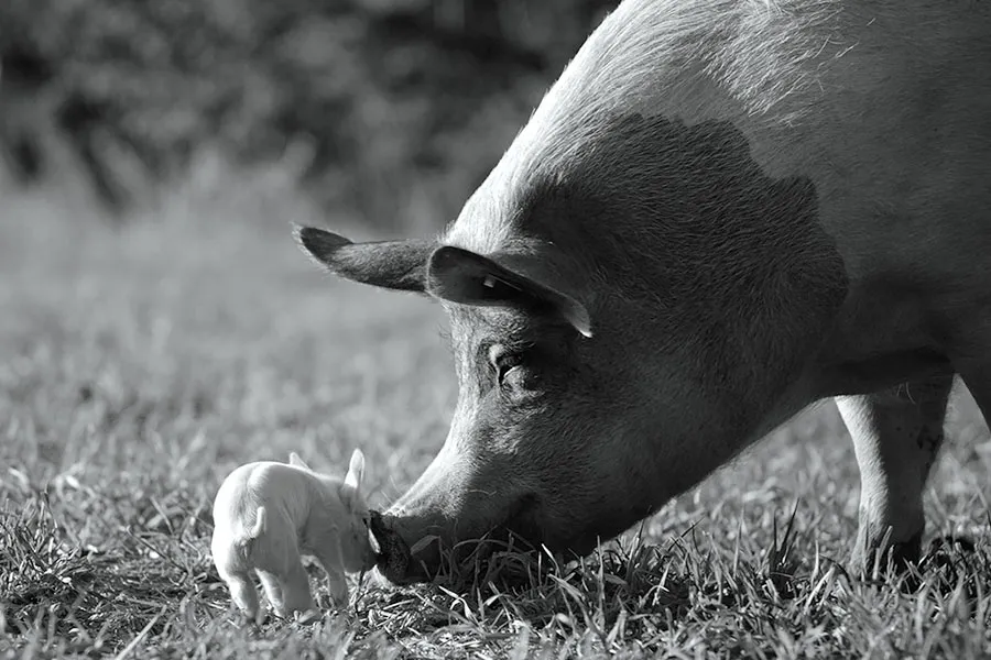 Black & white photo of a big sniffing a baby pig