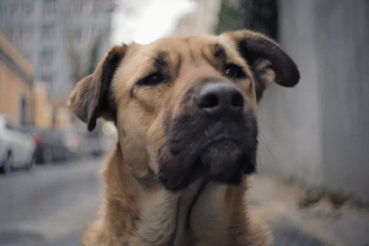 A close up of a dog looking confused