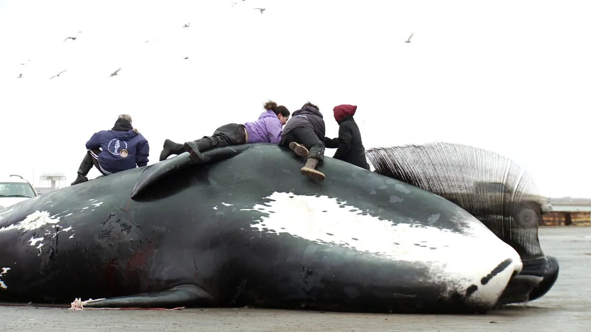 a group of Native Alaskan children sit on top a caught bowhead whale 