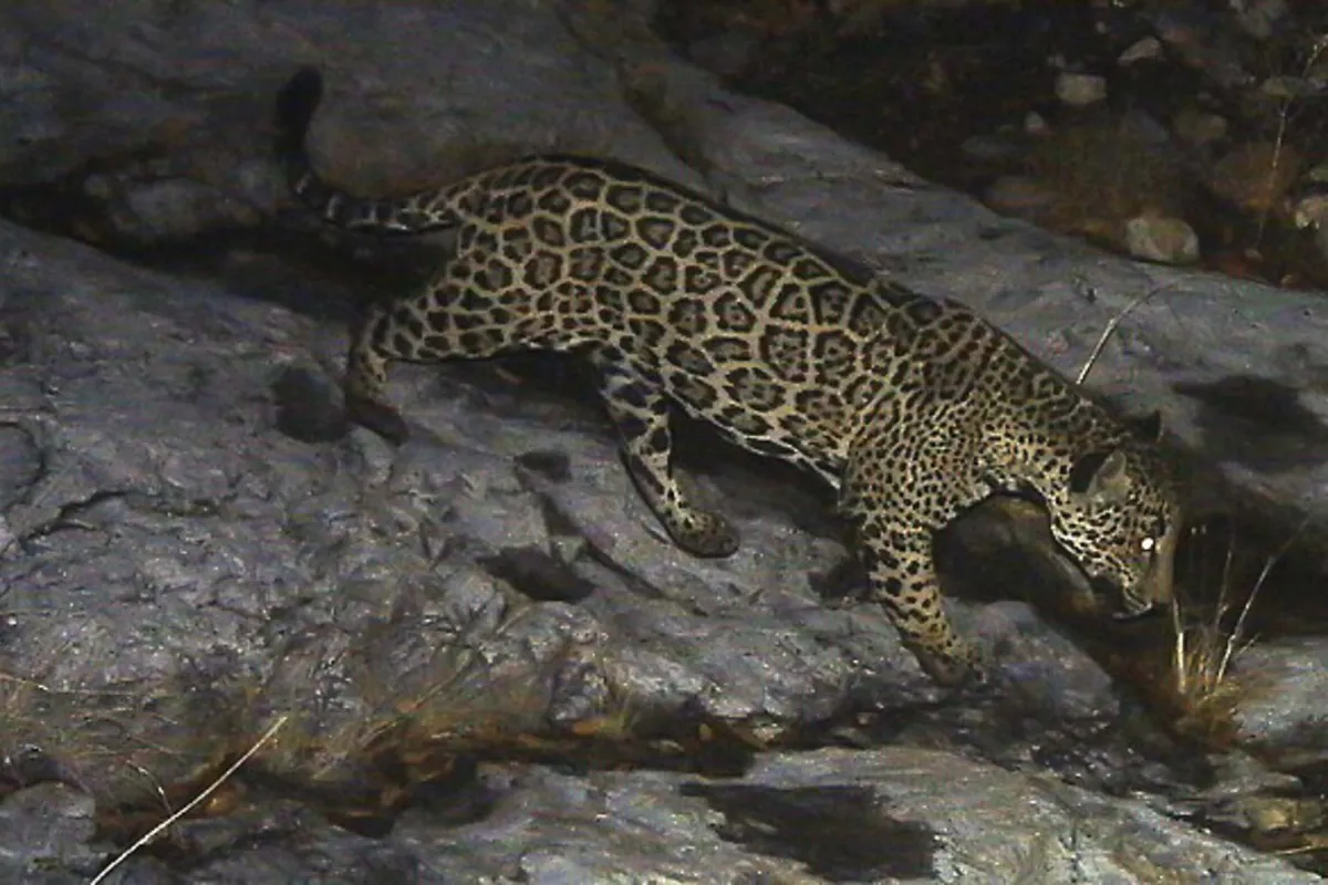 a jaguar roams over a rocky outcrop in the desert at night