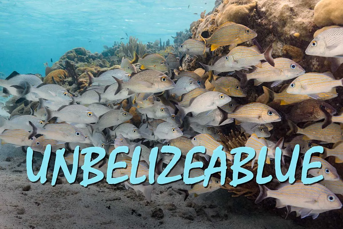 A school of fish swim through a coral reef.