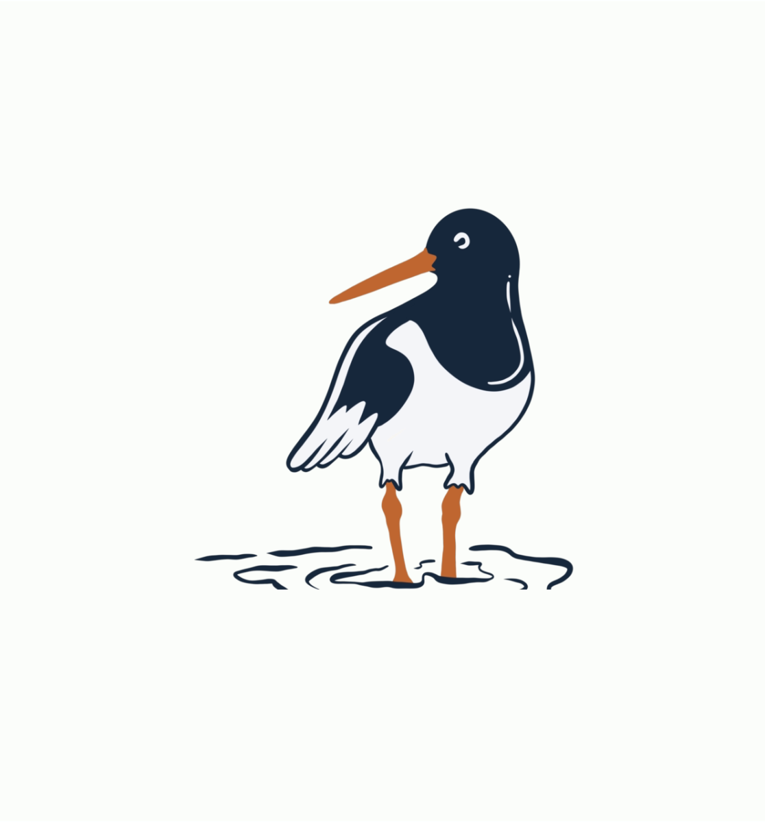 Drawing of an oystercatcher on a white background