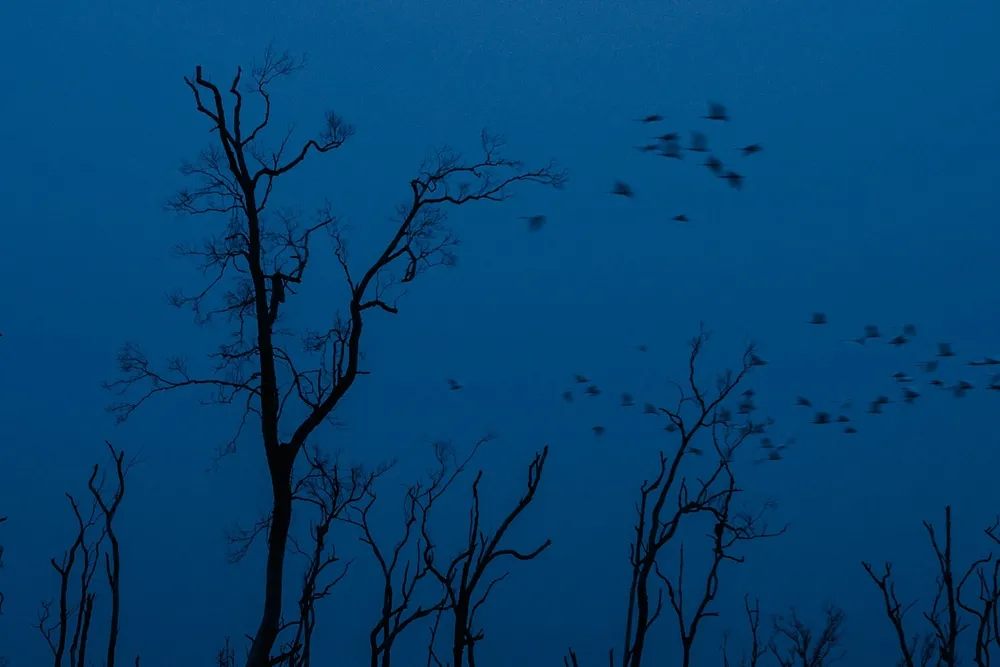 night photo of winter trees