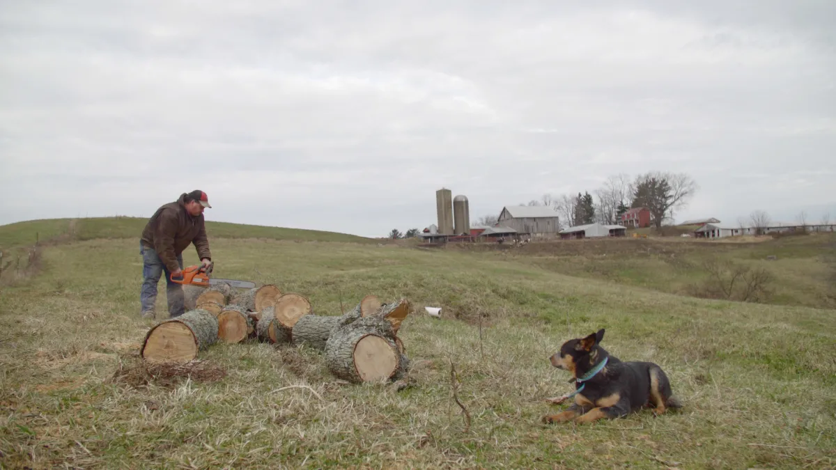 A man is cutting a log in a pasture.