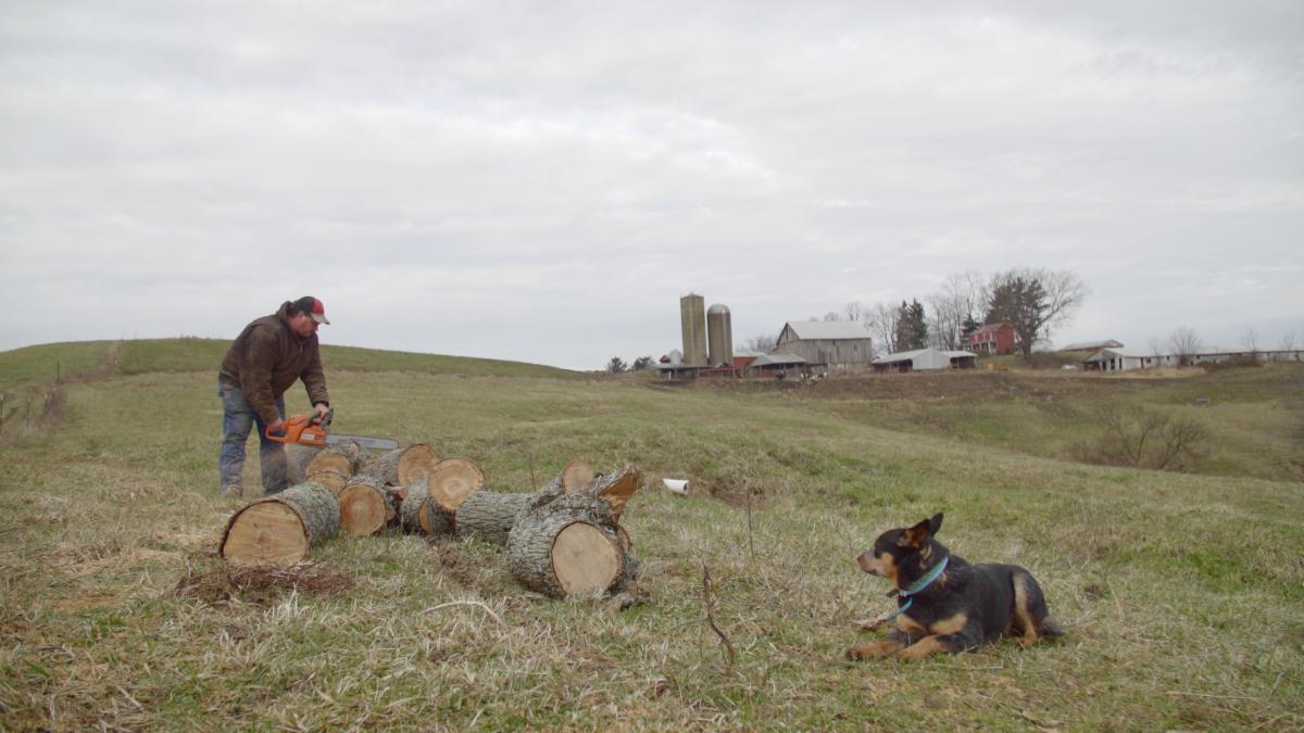 A man is cutting a log in a pasture.