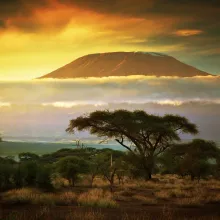 An image of Mount Kilimanjaro at sunset with clouds and a savanna tree in the foreground